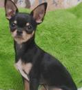 Foto : 60.000 de c�ini Chihuahua, abandona�i de st�p�ni pentru c� nu mai sunt la mod� �n America
