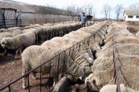 Foto : Cresc�torii de ovine const�n�eni s-au �nt�lnit cu reprezentan�ii MADR
