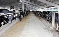 Foto : Cresc�torii de bovine din Constan�a prev�d un an 2010 sumbru