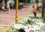 Foto : Maz�re �ngroap� 10 miliarde de lei vechi �n panselu�e �i crizanteme