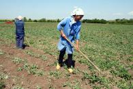 Foto : Criza economic� a t�iat din veniturile agricultorilor rom�ni