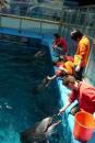Foto : Calmari pentru cele trei vedete care vor sosi la Delfinariu
