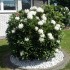ffa1f6c1e795fdf22d03517884749618.jpg : Spune�i adio buruienilor din gr�din�!