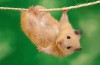 hamster-1337549173.jpg : „Pot s� aleg orice animal pentru  copilul meu?“