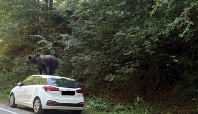 Urs fotografiat pe o mașină, într-o zonă turistică din Argeș