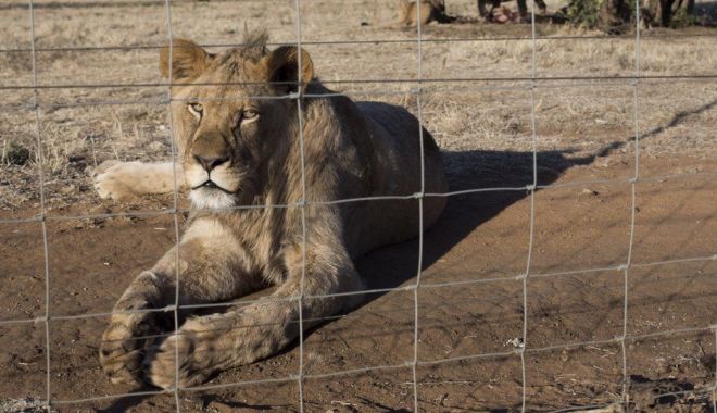 BBC: Africa de Sud va interzice creşterea leilor pentru vânătoare sau în scopuri turistice