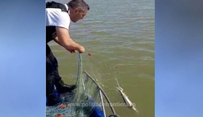 Sturion eliberat de polițiștii de frontieră din plase!