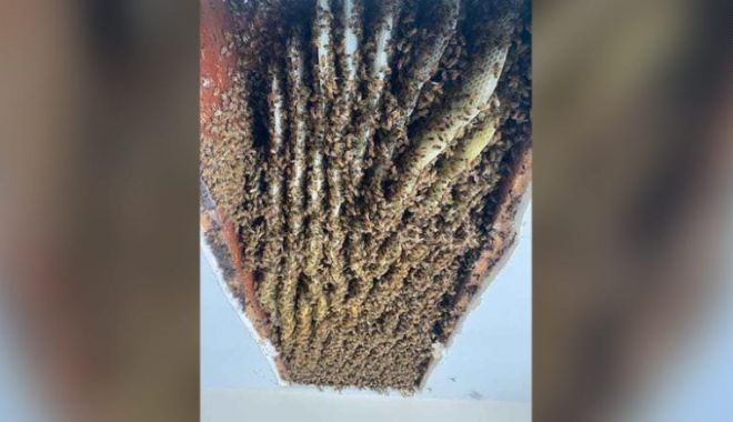 CNN: O femeie din SUA a descoperit în casa ei un stup de peste 100.000 de albine