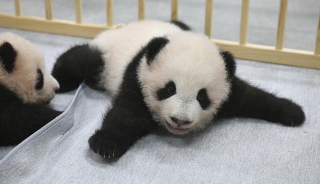 Puii gemeni de urs panda uriaş născuţi la o grădină zoologică din Japonia au primit nume