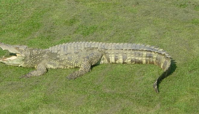 Opt pui de crocodil siamez, specie în pericol critic de dispariție, decoperit în Cambodgia