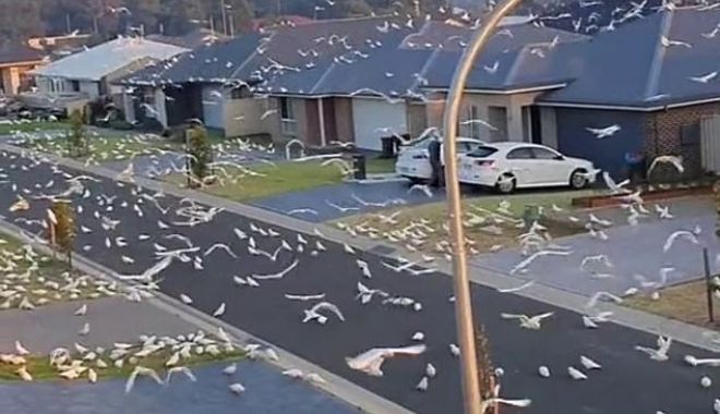 Daily Mail: Moment bizar în Australia. Mii de păsări iau cu asalt o suburbie