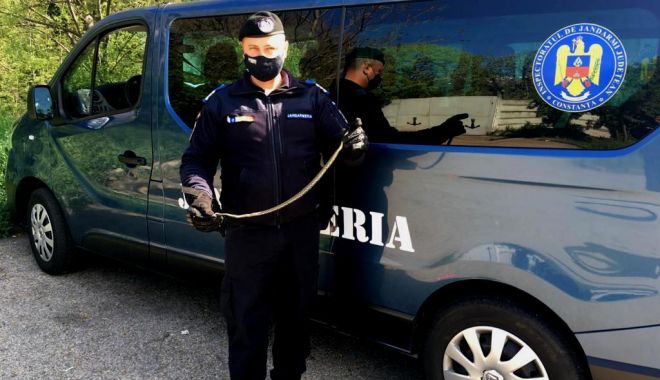Șarpe găsit de jandarmi pe o arteră principală a Constanței