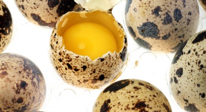Ouăle De Prepeliţă Tratează Orice Boală