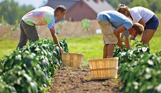 Agricultorii care cultivă plante aromatice vor primi sprijin financiar