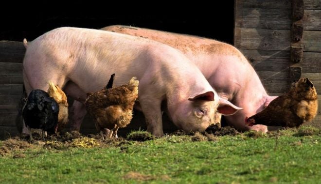 A început plata pentru bunăstarea animalelor