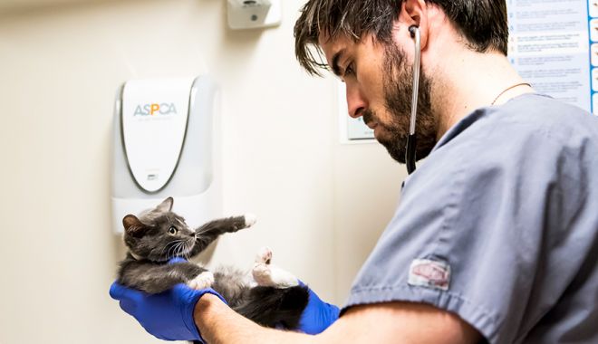 Rusia a înregistrat primul vaccin anti-Covid pentru animale