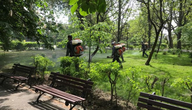 Apel către constănţeni pentru a face dezinsecţie în subsolul blocurilor
