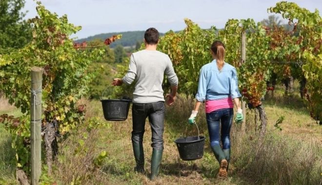 Aproape 2.000 de proiecte în agricultură au fost finanţate din fonduri europene