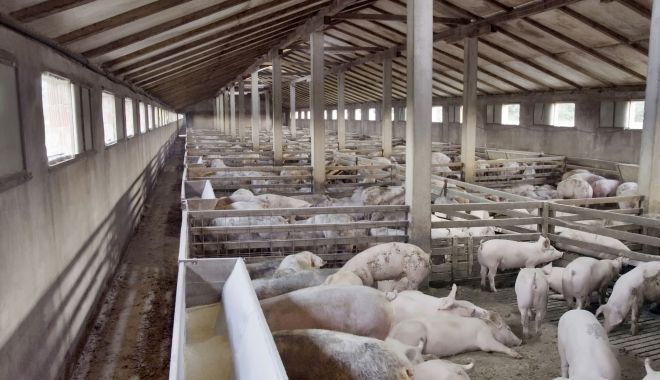 Producătorii de carne de porc, nemulţumiţi de diferenţele de preţ