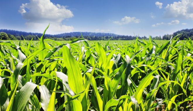 Asociaţia Producătorilor Agricoli Dobrogeni a semnat o colaborare cu Asociaţia Producătorilor de Porumb din România
