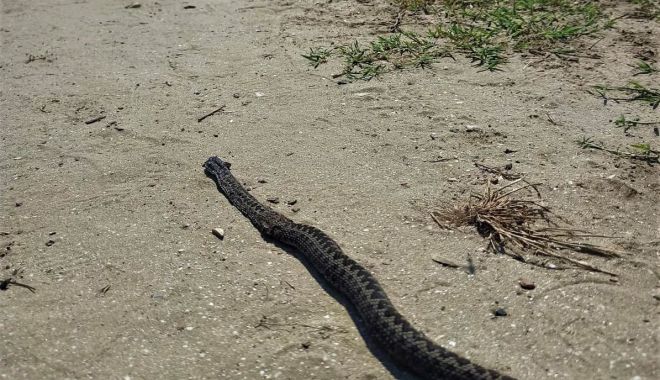 Atenţie la vipere! Mai multe exemplare, semnalate în zona Dunării