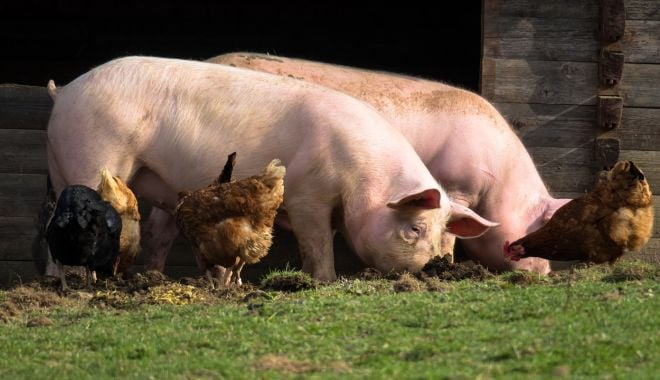 Au început plăţile pentru bunăstarea animalelor