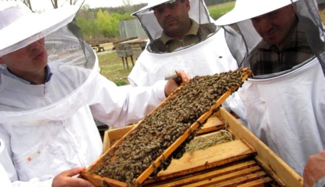 Veşti bune! Bani mai mulți pentru apicultori