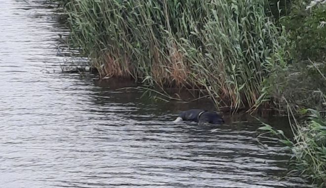 Bărbat găsit mort în Canalul Dunăre-Marea Neagră. Poliţiştii au demarat o anchetă