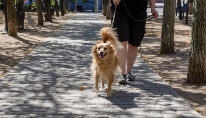 Bătrână dispărută de acasă, salvată de câinele ei