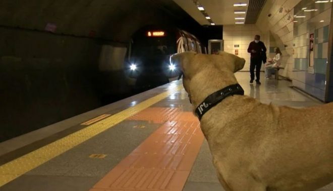 Un câine  ia zilnic metroul și dă prioritate la coborâre, în Istanbul