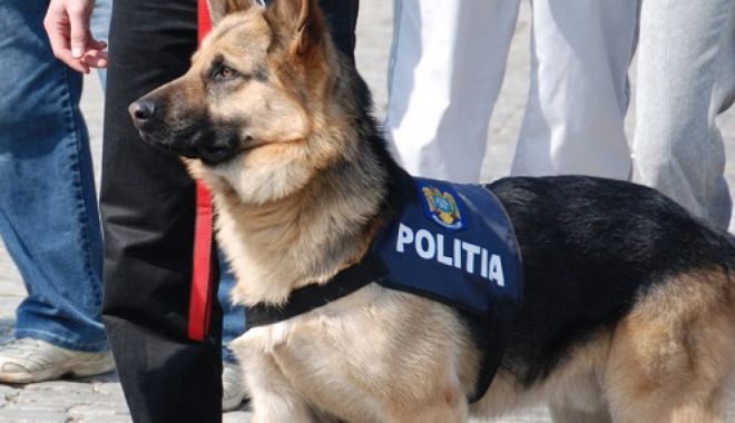 Mii de pachete de țigări, ascunse pe o navă, găsite de un câine polițist