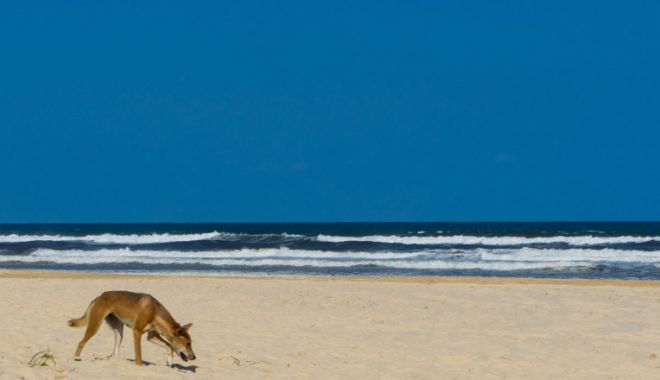 Imagini inedite cu câinii dingo. Rasa sălbatică trăieşte pe insula turistică Fraser