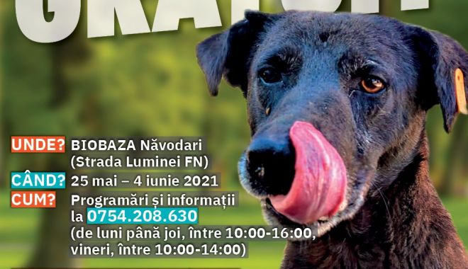 Campanie de sterilizare gratuită a animalelor fără stăpân în oraşul Năvodari