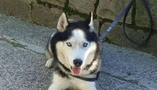 Fetiță, mușcată de un câine Husky. Proprietara animalului a suferit un șoc și a murit