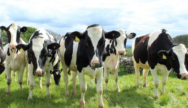 Câţi bani primesc crescătorii de bovine pentru ajutorul de COVID