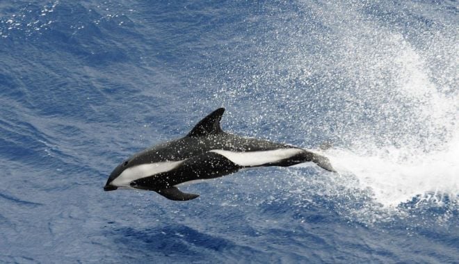 Specialiştii, interesaţi de soarta cetaceelor din Marea Neagră