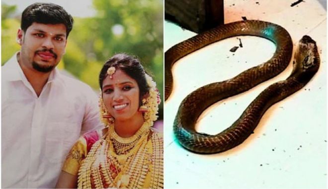 Un bărbat din India și-a ucis soția bogată cu o cobră, după ce nu a reușit să o omoare cu o viperă