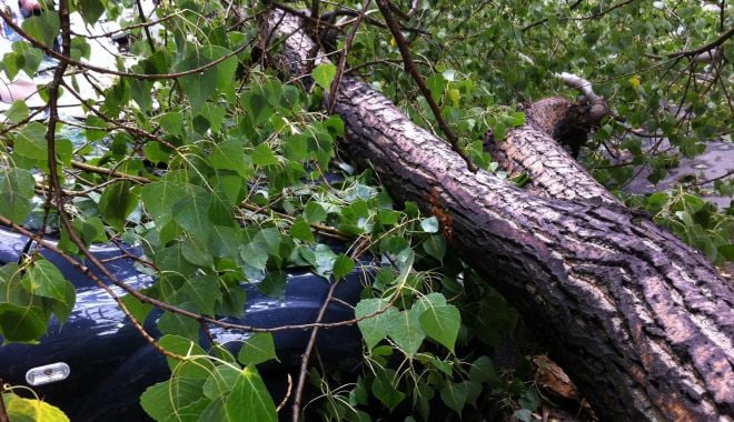 Bărbat ucis de un copac care a căzut peste el