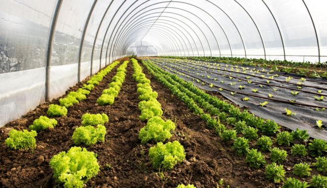 Ajutoarea de minimis pentru cultivatorii de plante aromatice