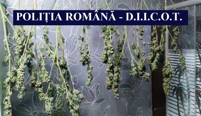 Cultură de cannabis, descoperită de poliţişti, la Cernavodă