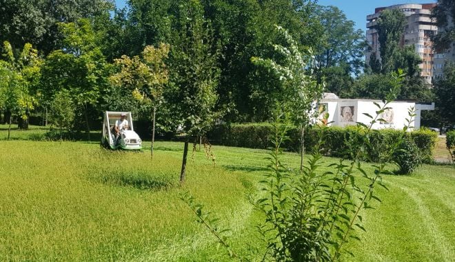 Cum sunt îngrijite spaţiile verzi, în Constanţa