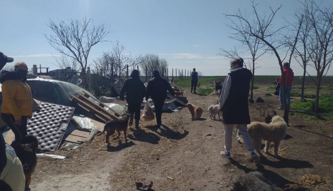 GALERIE FOTO / VIDEO. Descindere la un adăpost de câini din judeţul Constanţa. Animale, găsite în stare gravă