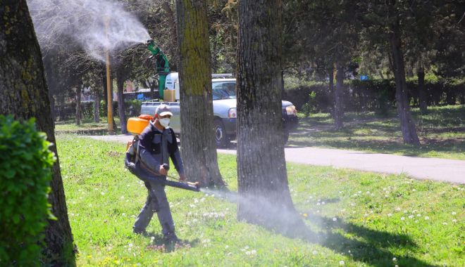 Primăria Constanţa a început dezinsecția în toate cartierele