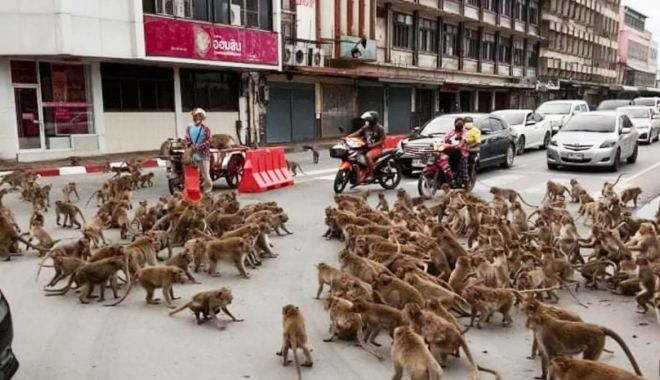 Două bande rivale de maimuţe s-au bătut într-o intersecţie din Thailanda