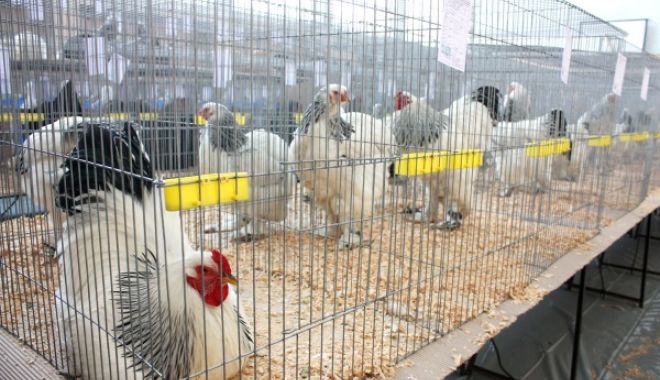 Focar de gripă aviară. Târgurile de păsări vii, interzise