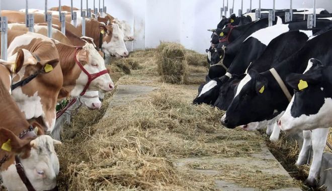 Crescătorii de animale primesc de joi, banii în conturi