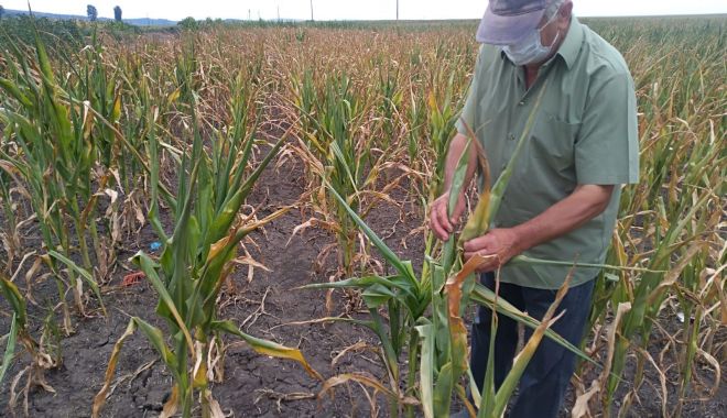 Fermierii ar putea primi banii pentru despăgubirile de secetă