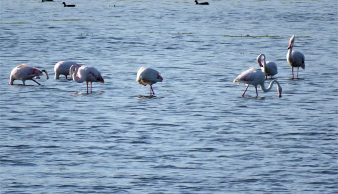 Păsările flamingo, surprinse pe lac, în Dobrogea