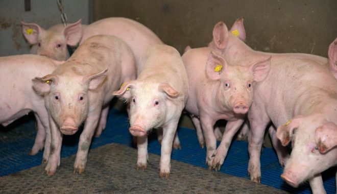Focar de pestă porcină africană, în judeţul Constanţa