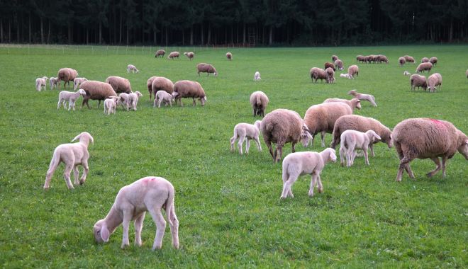Mieii vor fi mai scumpi anul acesta. Crescătorii spun că de vină ar fi preţul furajelor